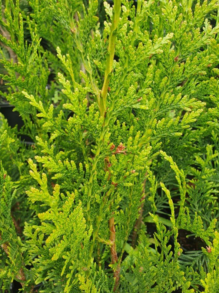 Thuja Plicata Tight Squeeze - View 6 from www redcrocus com
