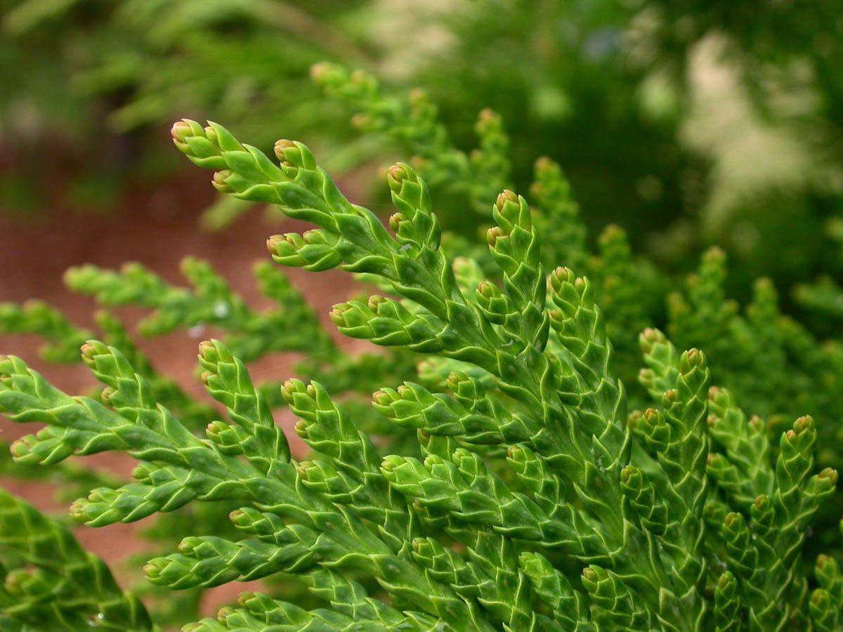 Thuja Plicata Tight Squeeze - View 8 from www redcrocus com