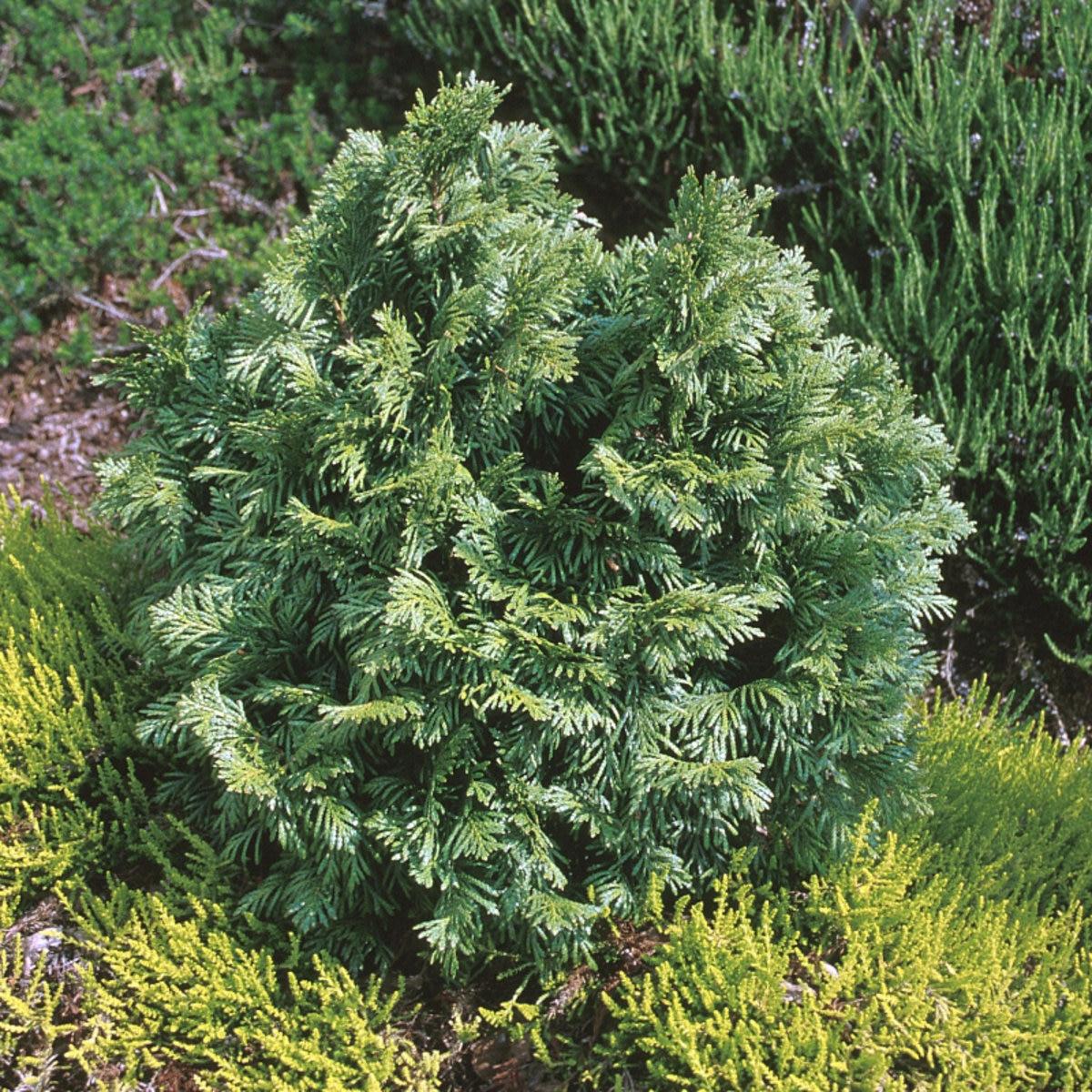 Thuja Plicata Tight Squeeze - View 9 from www redcrocus com