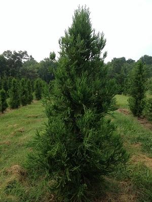 Cryptomeria Japonica Radicans - View 17 from www redcrocus com