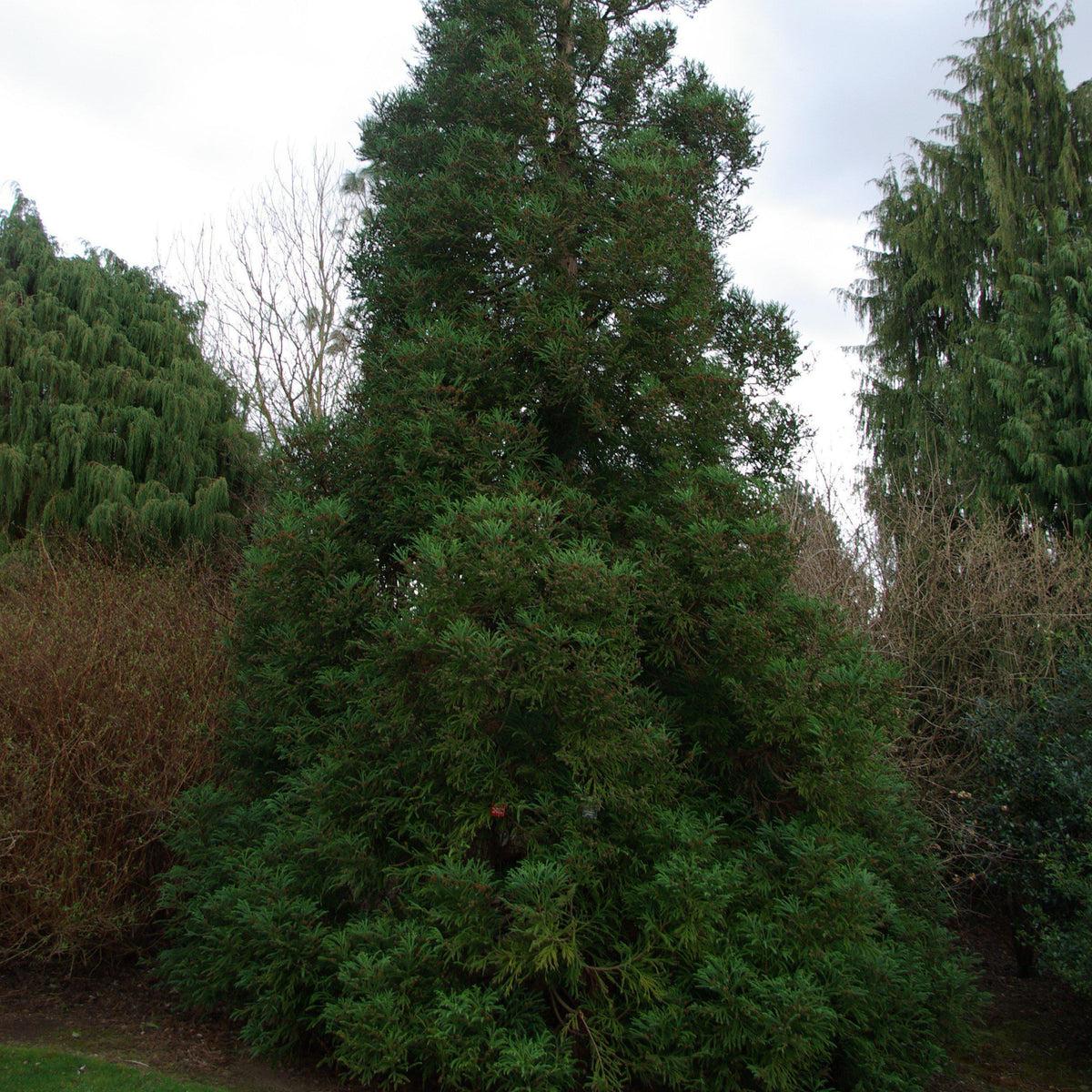 Cryptomeria Japonica Radicans - View 3 from www redcrocus com