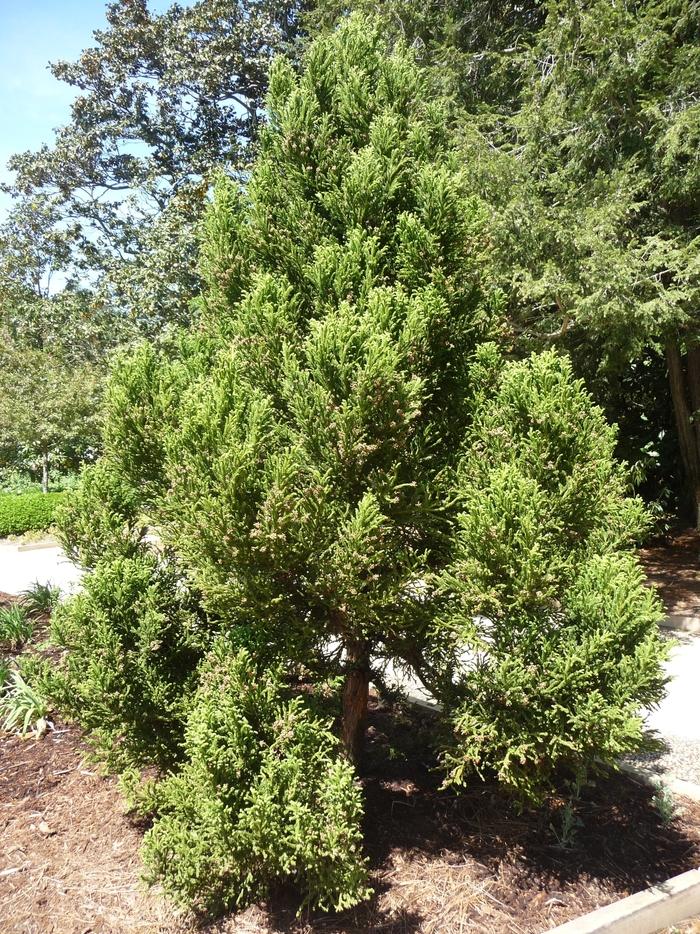 Cryptomeria Japonica Radicans - View 6 from www redcrocus com