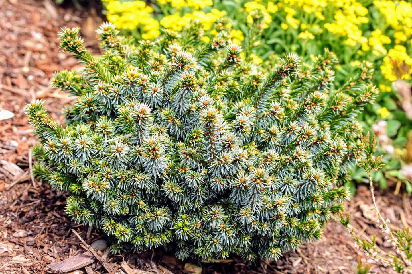 Picea Omorika Brogan - View 14 from www redcrocus com