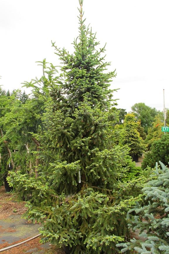 Picea Omorika Brogan - View 15 from www redcrocus com