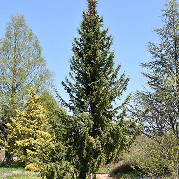 Picea Omorika Brogan - View 16 from www redcrocus com