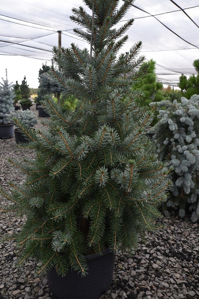 Picea Omorika Brogan - View 17 from www redcrocus com