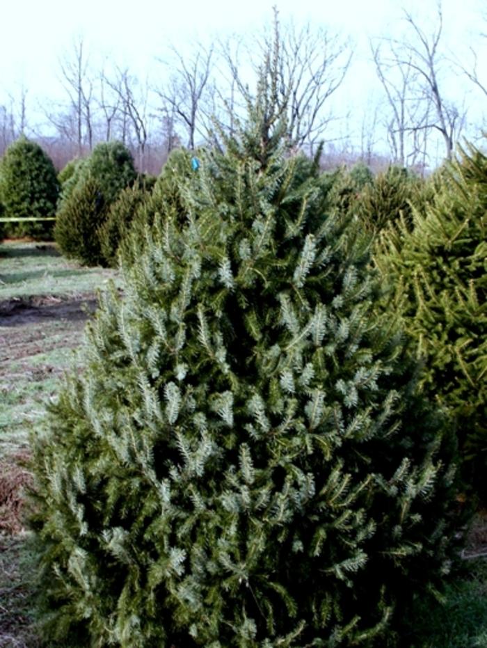 Picea Omorika Brogan - View 18 from www redcrocus com