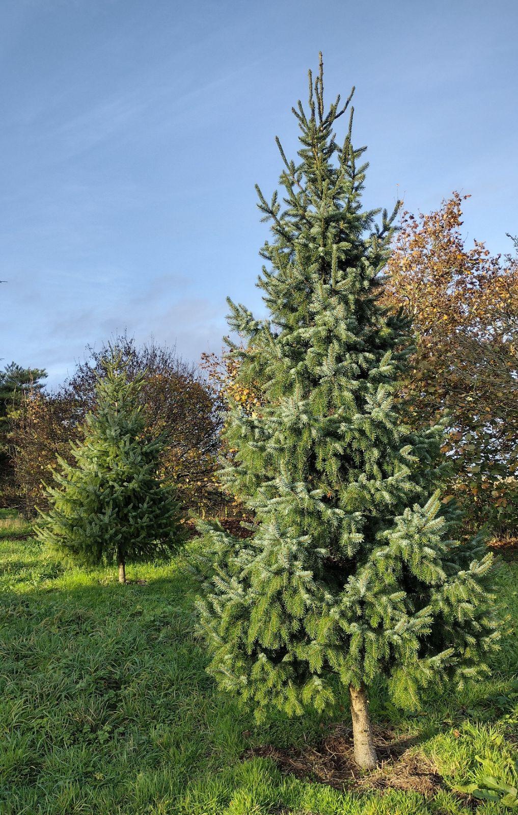 Picea Omorika Brogan - View 1 from www redcrocus com