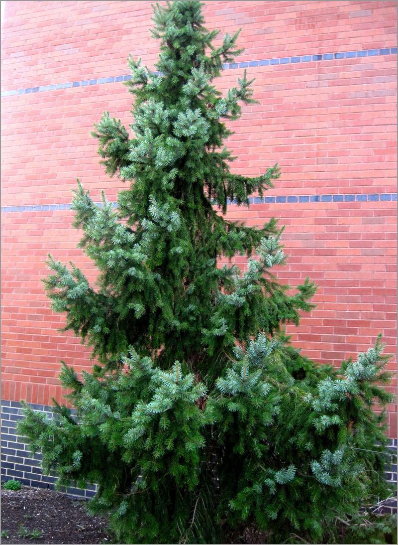 Picea Omorika Brogan - View 20 from www redcrocus com