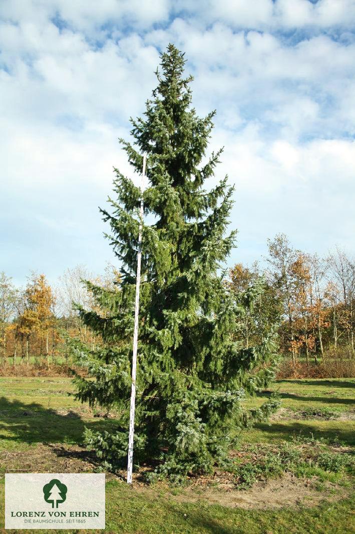 Picea Omorika Brogan - View 2 from www redcrocus com