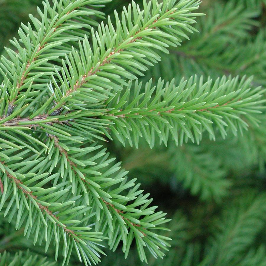 Picea Omorika Brogan - View 3 from www redcrocus com