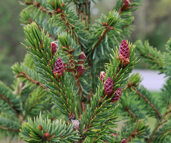 Picea Omorika Brogan - View 6 from www redcrocus com