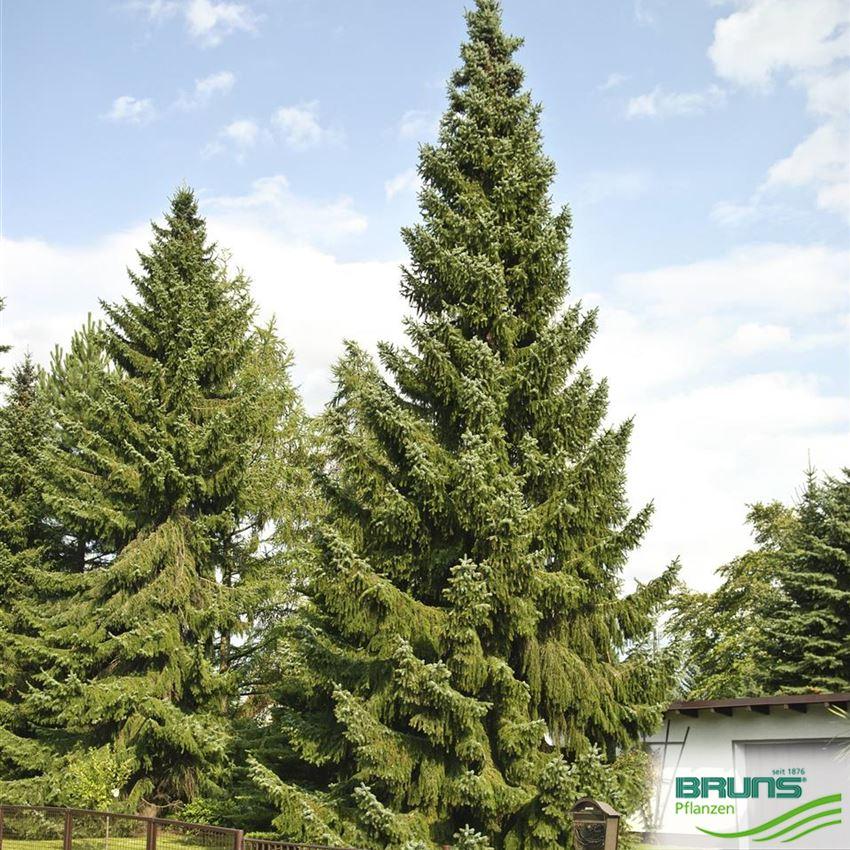 Picea Omorika Brogan - View 8 from www redcrocus com