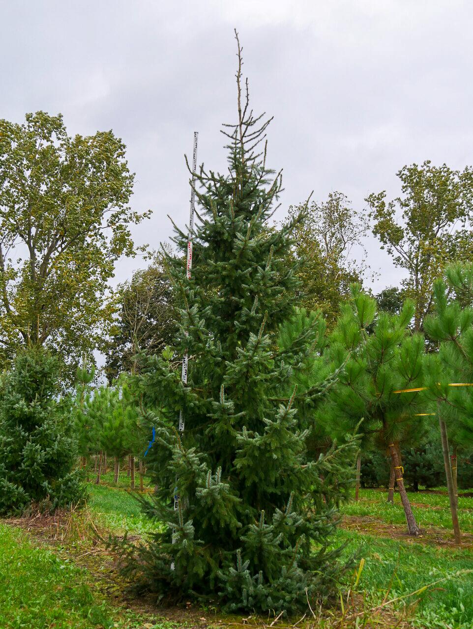 Picea Omorika Brogan - View 9 from www redcrocus com