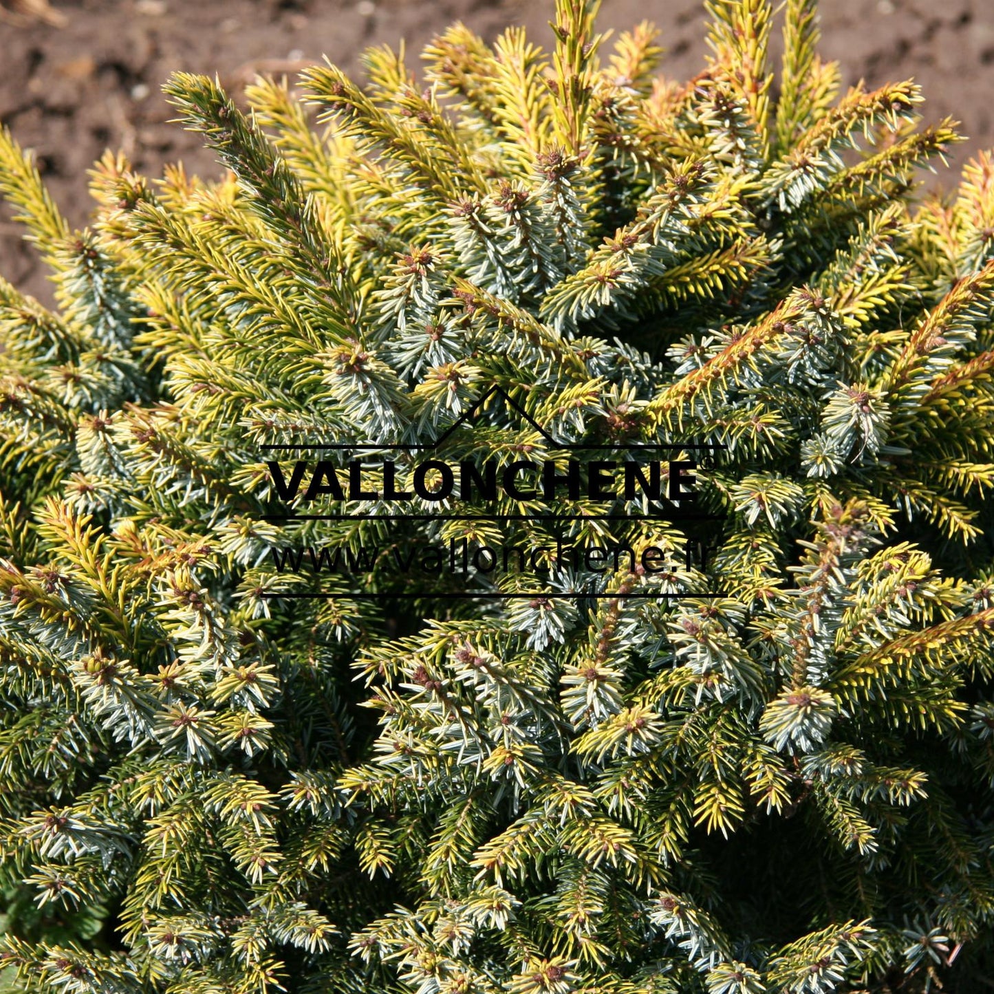 Picea Omorika Brogan - View 9 from www redcrocus com