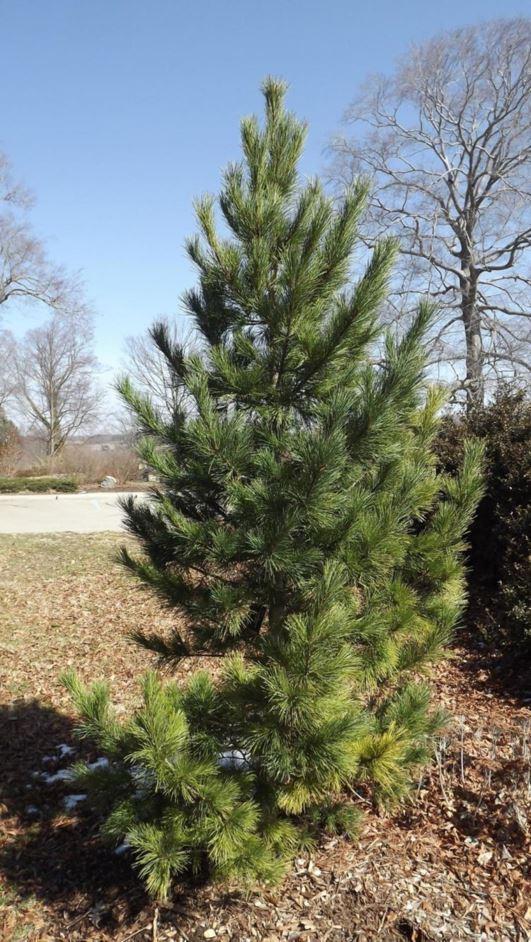 Pinus Cembra 'chalet' - View 10 from www redcrocus com