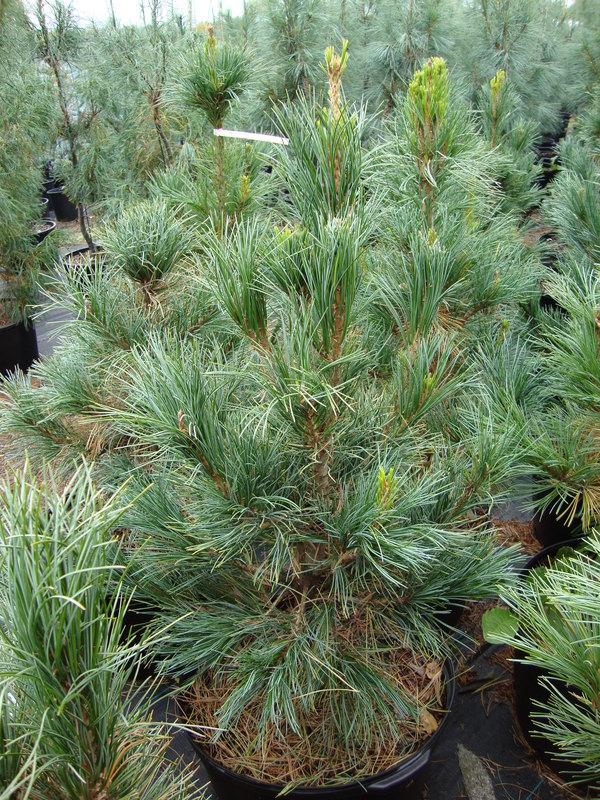 Pinus Cembra 'chalet' - View 14 from www redcrocus com