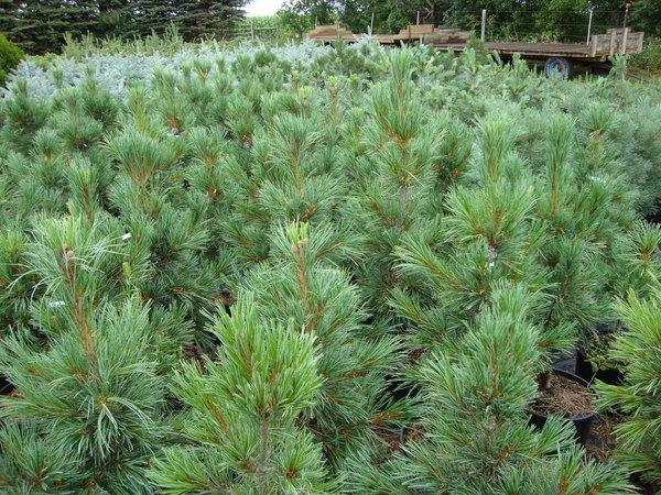 Pinus Cembra 'chalet' - View 15 from www redcrocus com