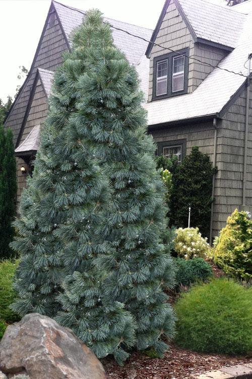 Pinus Cembra 'chalet' - View 16 from www redcrocus com