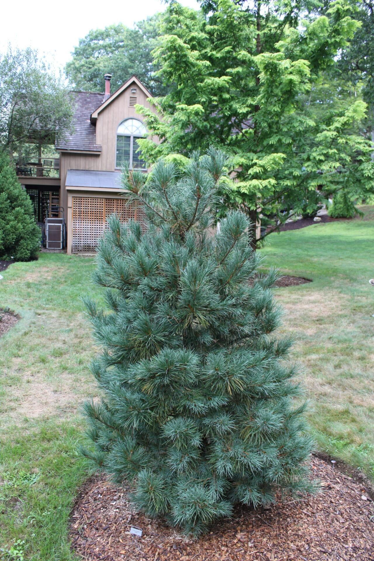 Pinus Cembra 'chalet' - View 2 from www redcrocus com