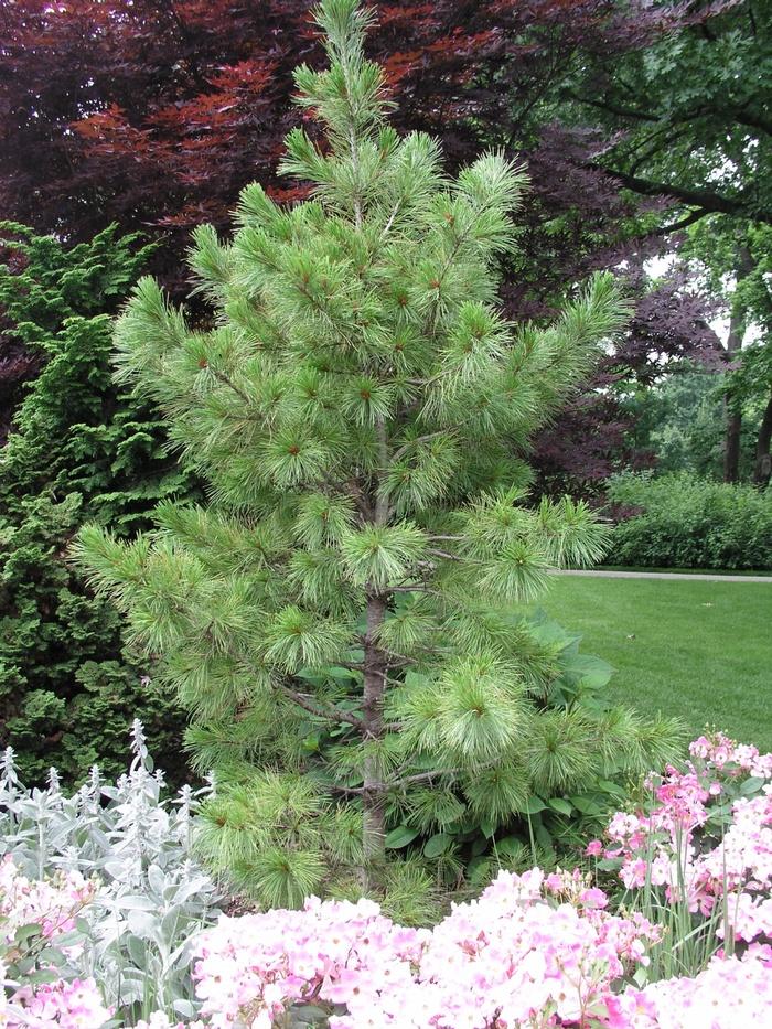 Pinus Cembra 'chalet' - View 5 from www redcrocus com