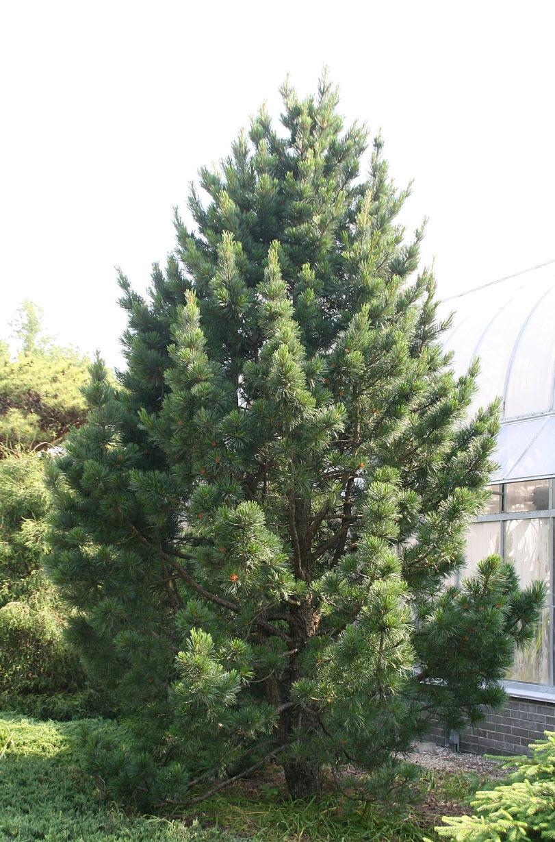 Pinus Cembra 'chalet' - View 6 from www redcrocus com