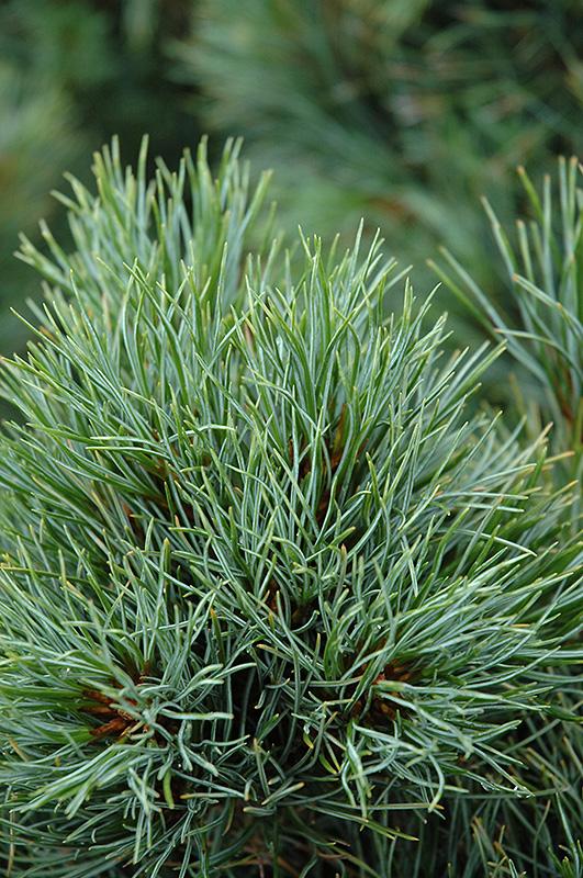 Pinus Cembra 'chalet' - View 9 from www redcrocus com