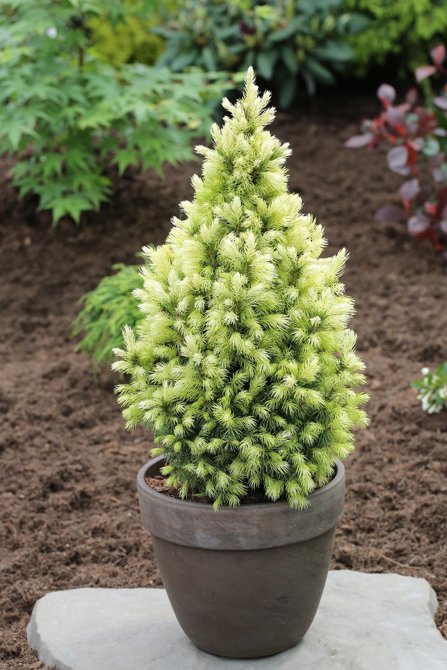 Picea Glauca - View 13 from www redcrocus com