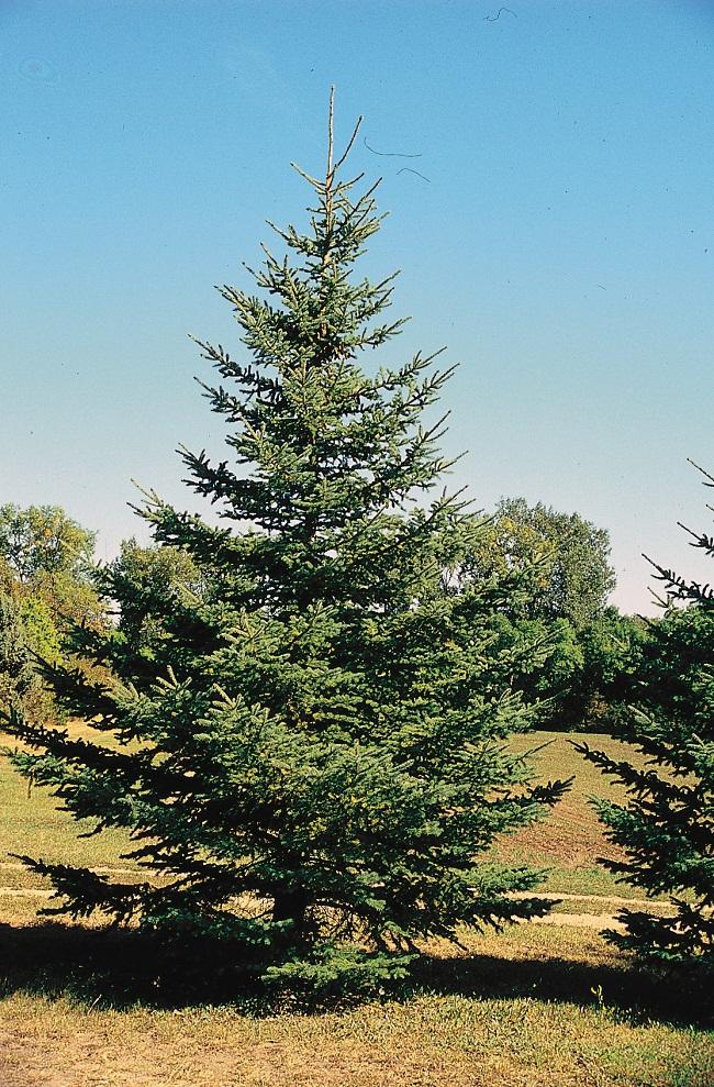 Picea Glauca - View 2 from www redcrocus com
