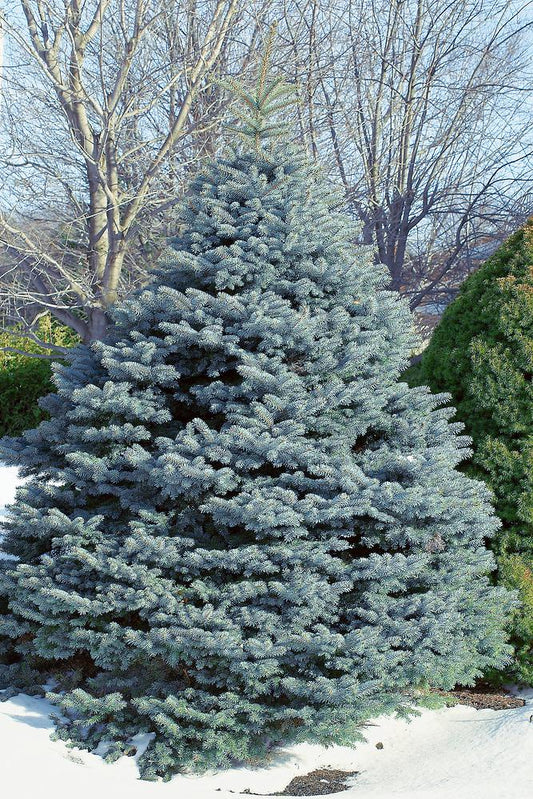 Picea Pungens Fat Albert - View 10 from www redcrocus com