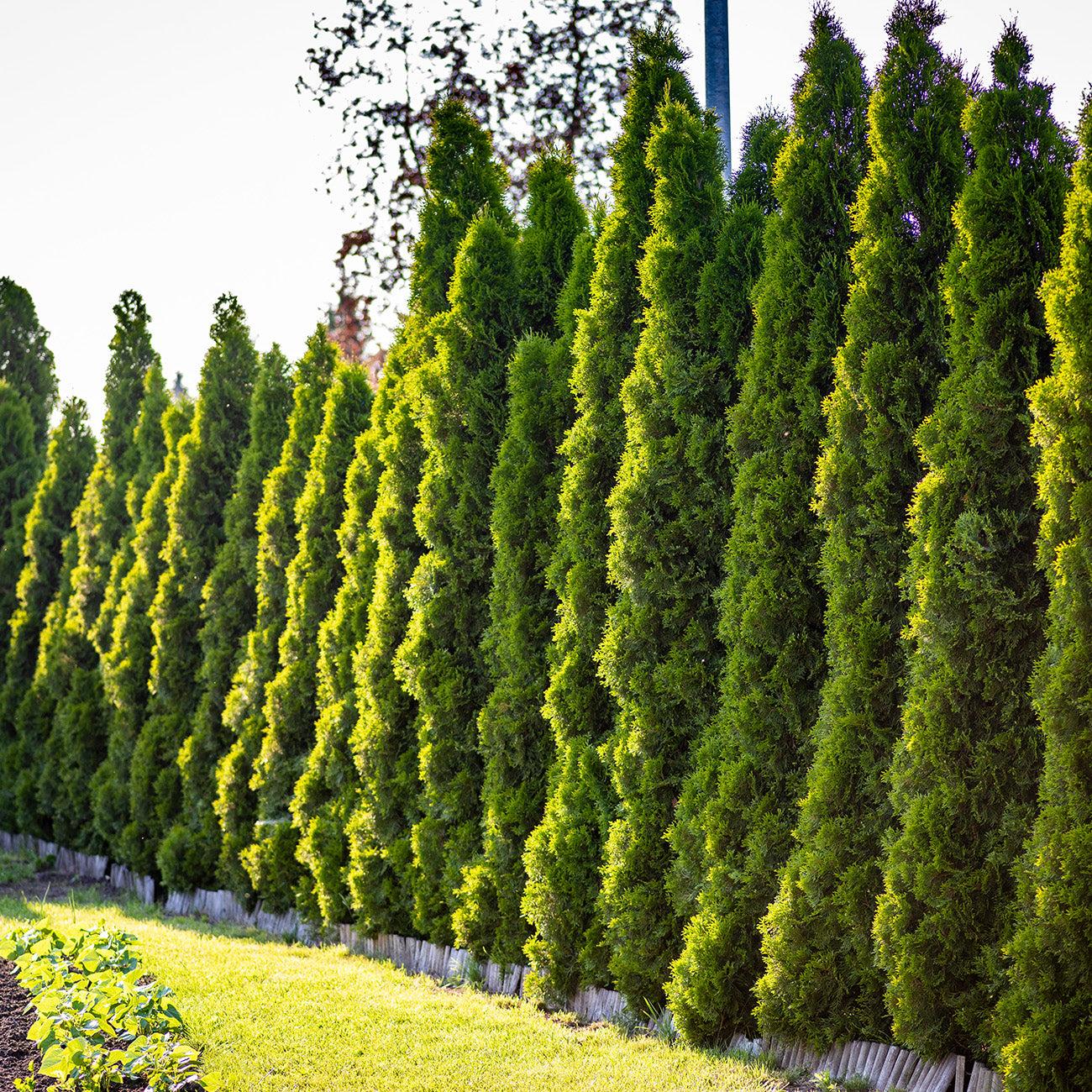 Thuja Occidentalis 'american Pillar' - View 34 from www redcrocus com