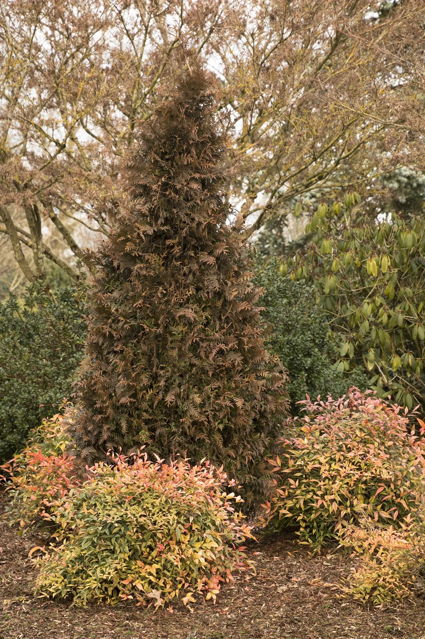 Thuja Plicata 'tiny Tower' - View 12 from www redcrocus com