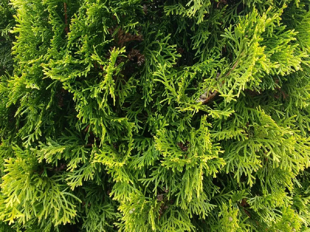 Thuja Plicata 'tiny Tower' - View 13 from www redcrocus com