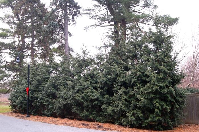 Thuja Plicata 'tiny Tower' - View 19 from www redcrocus com