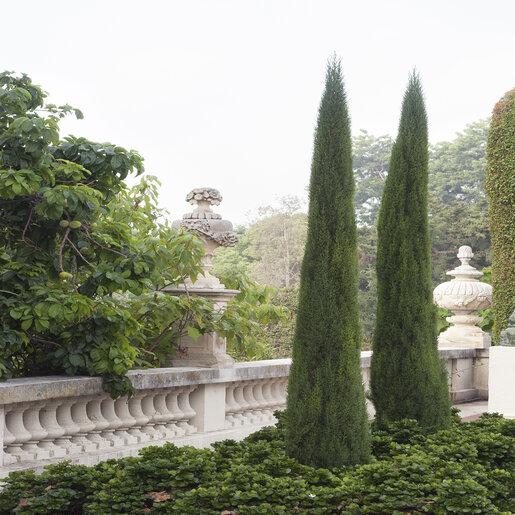 Thuja Plicata 'tiny Tower' - View 21 from www redcrocus com