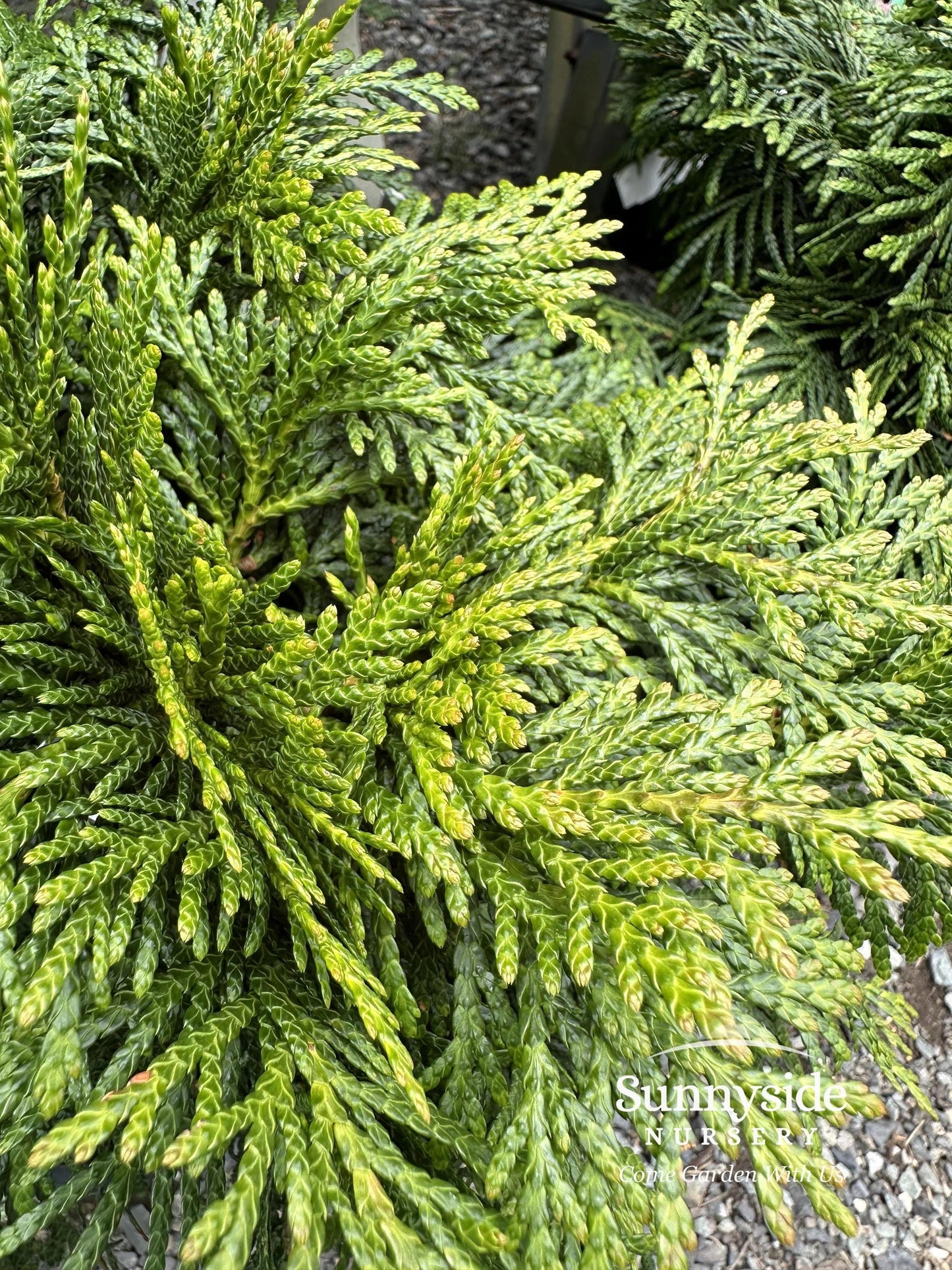Thuja Plicata 'tiny Tower' - View 22 from www redcrocus com