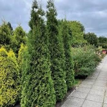 Thuja Plicata 'tiny Tower' - View 26 from www redcrocus com