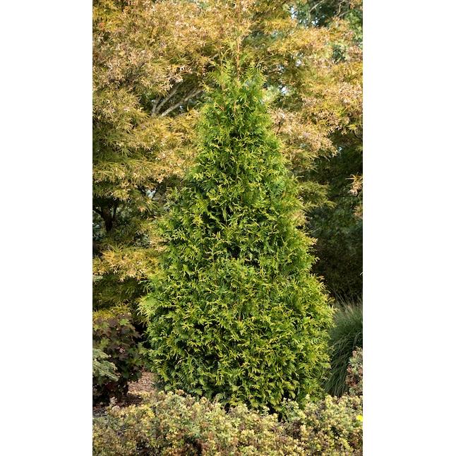 Thuja Plicata 'tiny Tower' - View 27 from www redcrocus com
