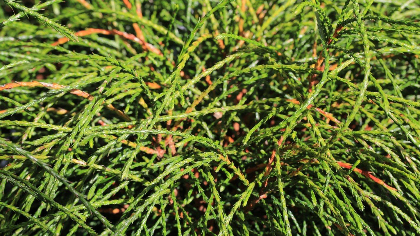 Thuja Plicata 'tiny Tower' - View 29 from www redcrocus com