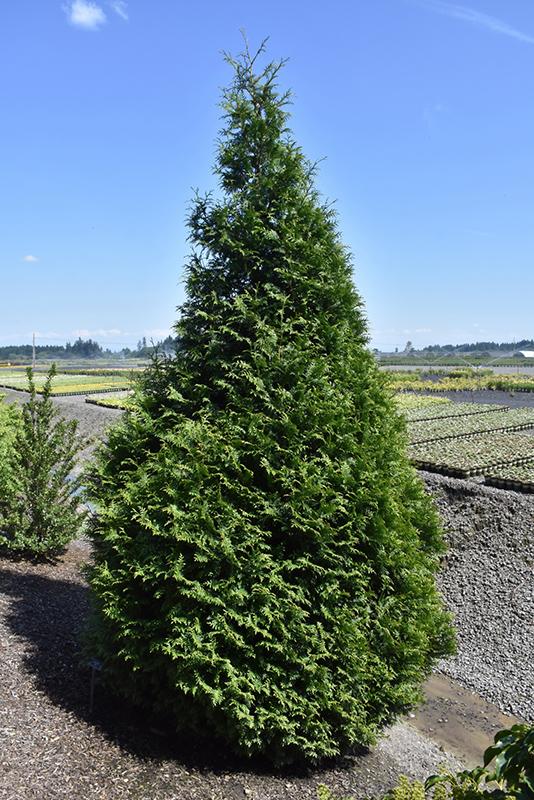 Thuja Plicata 'tiny Tower' - View 3 from www redcrocus com