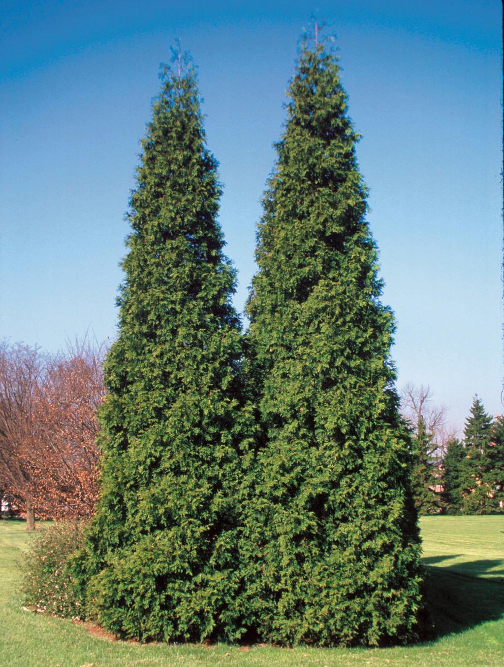 Thuja Plicata 'tiny Tower' - View 5 from www redcrocus com
