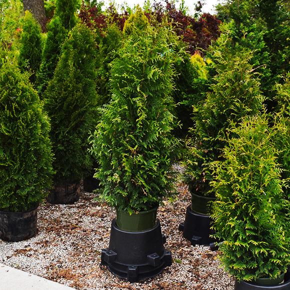 Thuja Plicata 'tiny Tower' - View 6 from www redcrocus com