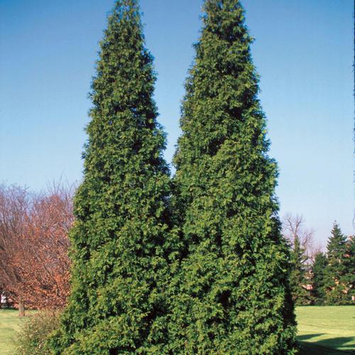 Thuja Plicata 'tiny Tower' - View 7 from www redcrocus com