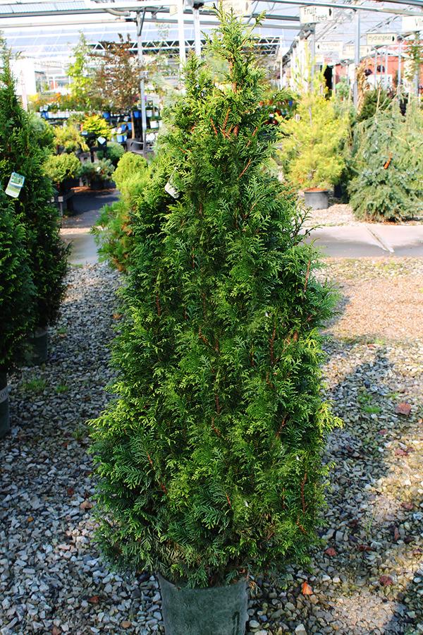 Thuja Plicata 'tiny Tower' - View 9 from www redcrocus com
