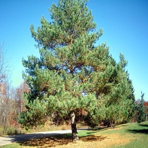 Pinus Sylvestris Pompom - View 10 from www redcrocus com