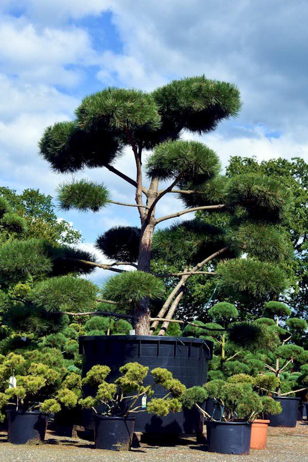 Pinus Sylvestris Pompom - View 2 from www redcrocus com