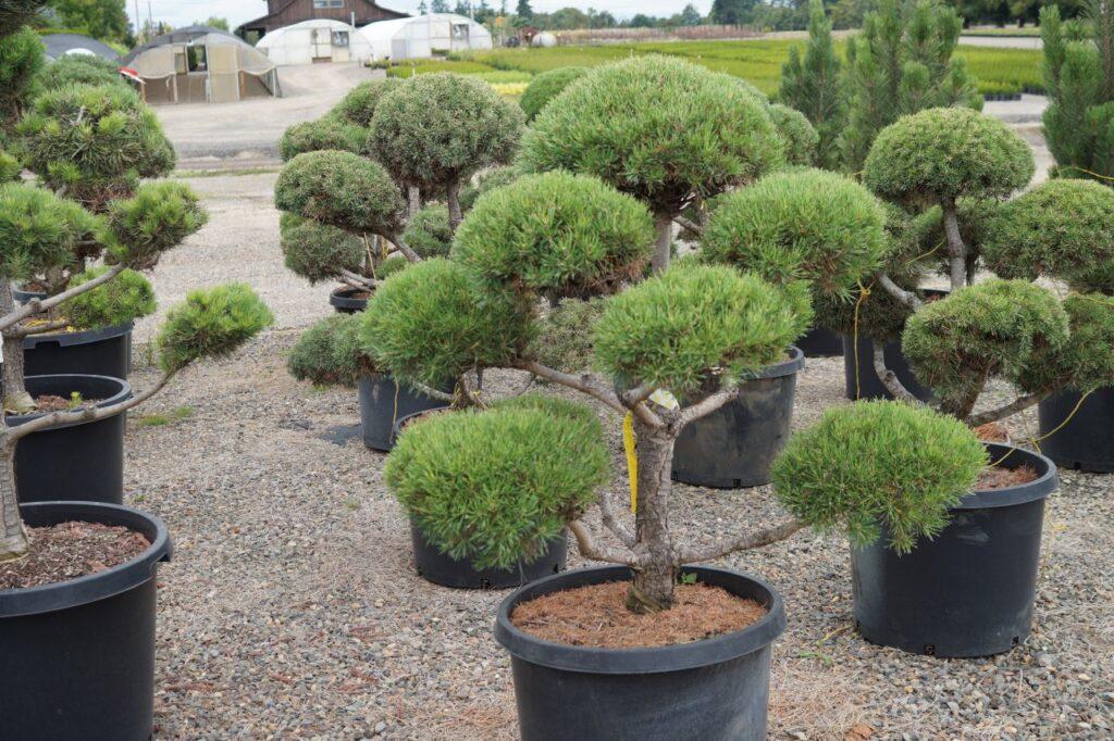 Pinus Sylvestris Pompom - View 3 from www redcrocus com