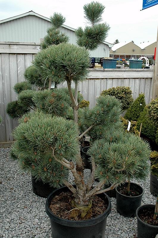 Pinus Sylvestris Pompom - View 5 from www redcrocus com