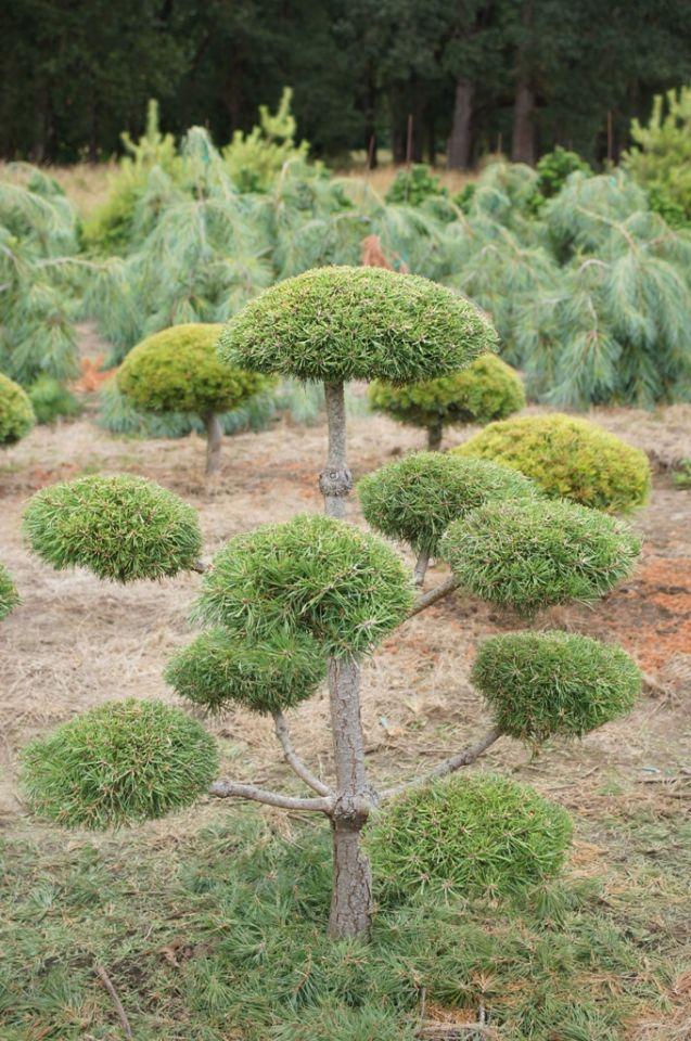 Pinus Sylvestris Pompom - View 6 from www redcrocus com