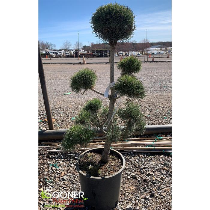 Pinus Sylvestris Pompom - View 7 from www redcrocus com